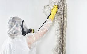 Best Comprehensive Air Testing for Mold Contaminants  in Wesley Hills, NY